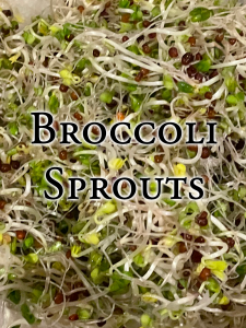 How to Grow Broccoli Sprouts
